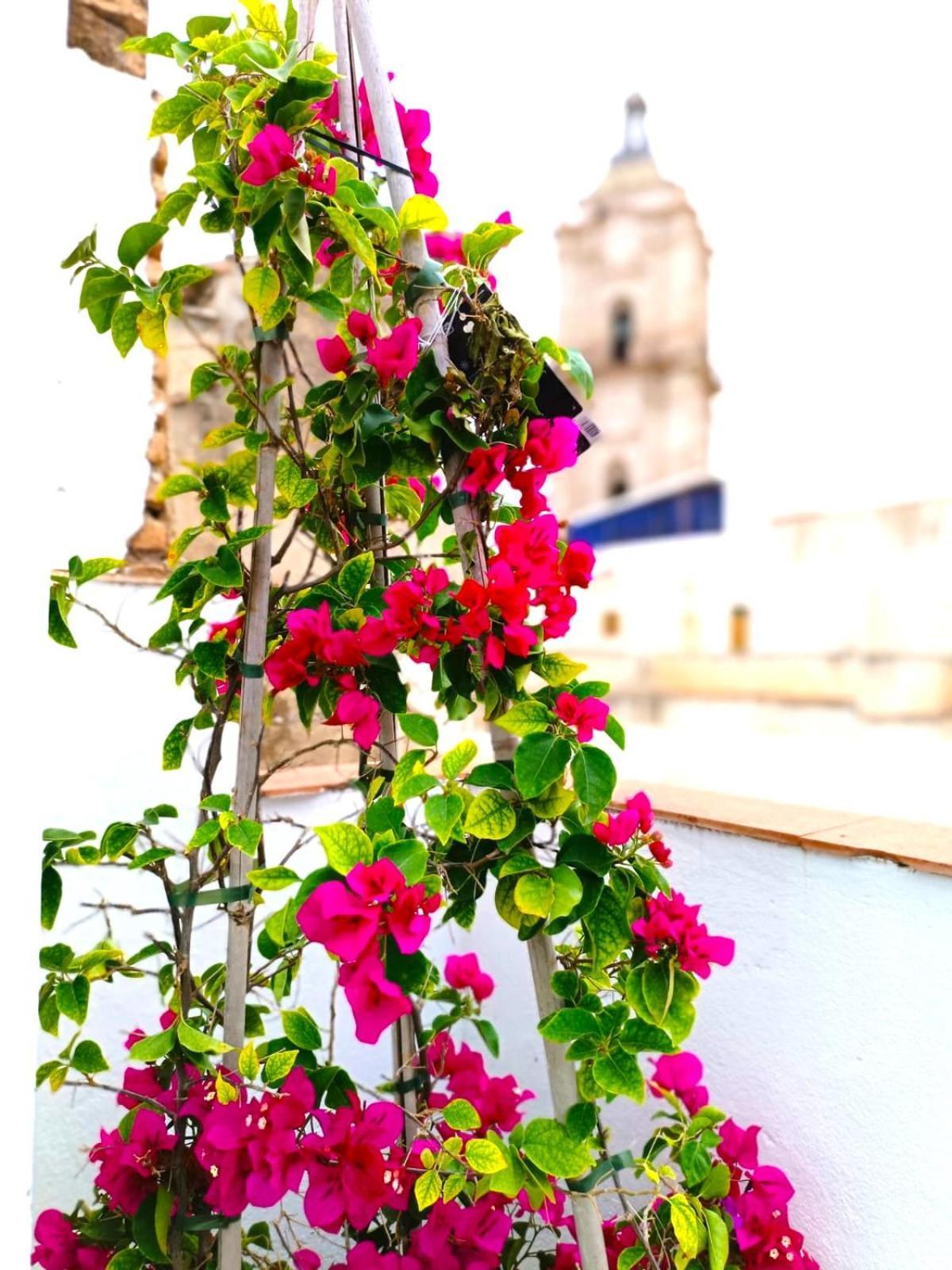 Apartamentos Terrazas De San Juan Málaga Extérieur photo